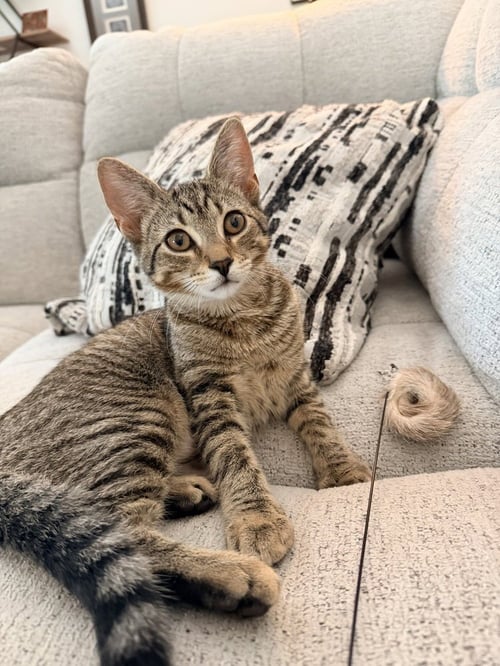 JUNIPER - Domestic Short Hair available for adoption