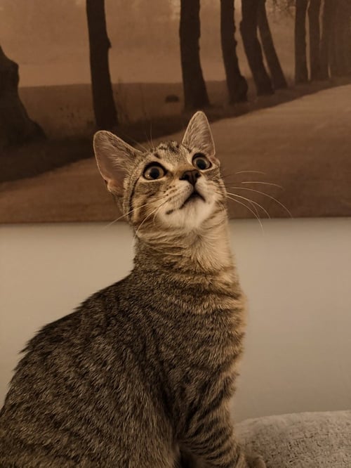 JUNIPER - Domestic Short Hair available for adoption