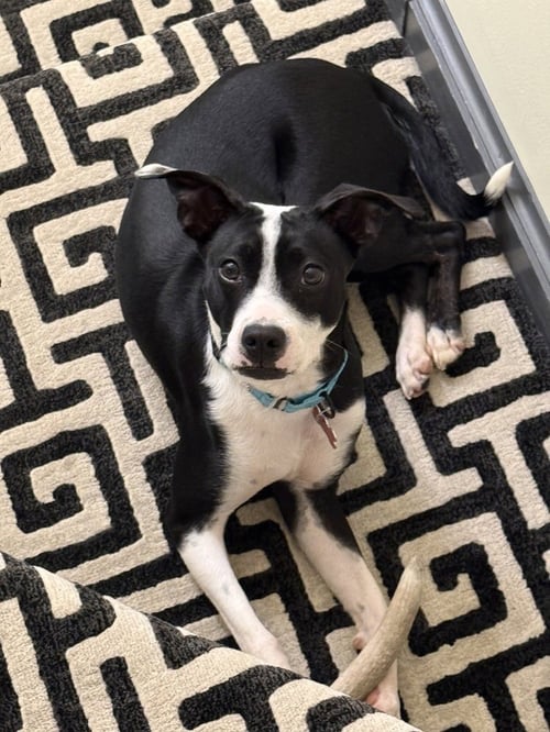 DOLLY - Boston Terrier / Terrier available for adoption