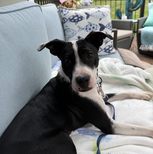 DOLLY - Boston Terrier / Terrier available for adoption