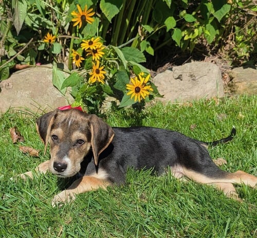 HERSHEY - Terrier available for adoption