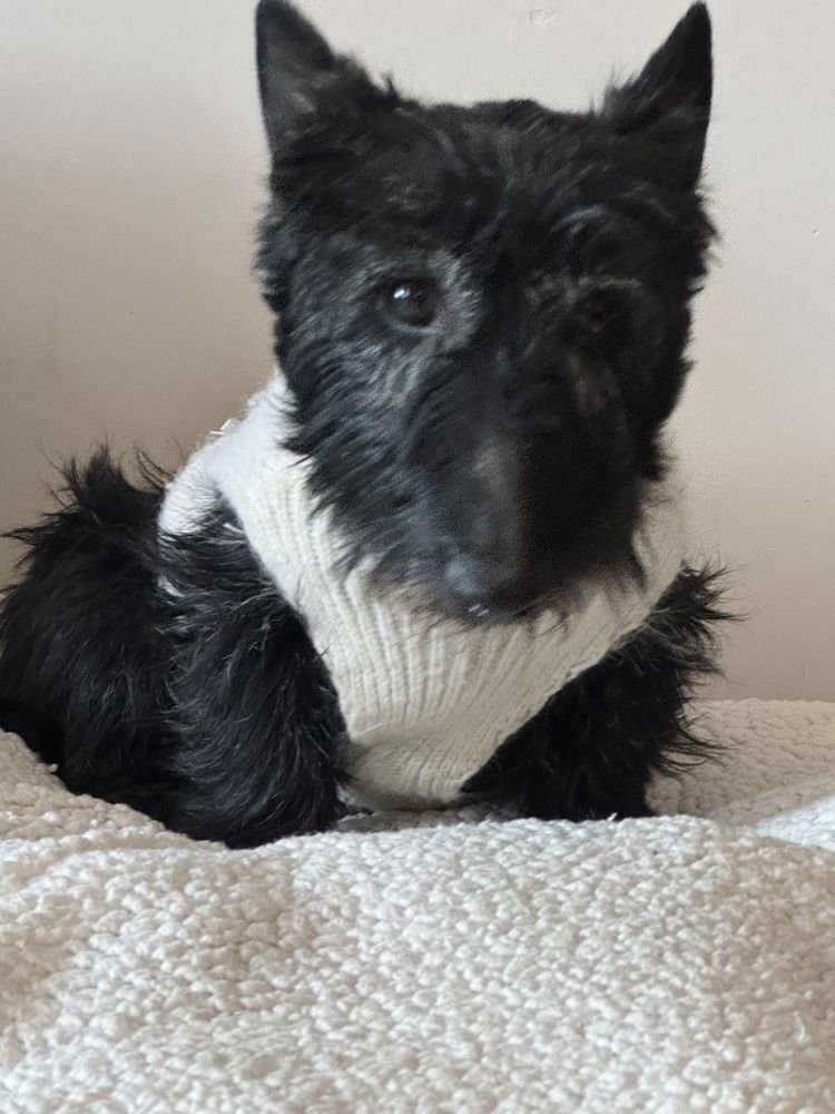 LADY (#37 GRAMMIE) - Scottish Terrier Scottie available for adoption