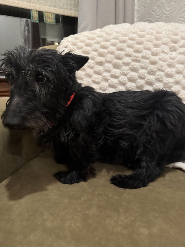 LADY (#37 GRAMMIE) - Scottish Terrier Scottie available for adoption