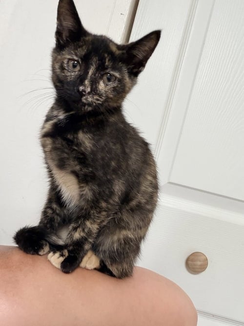 OMEGA ÂMEGÂ - Domestic Short Hair available for adoption