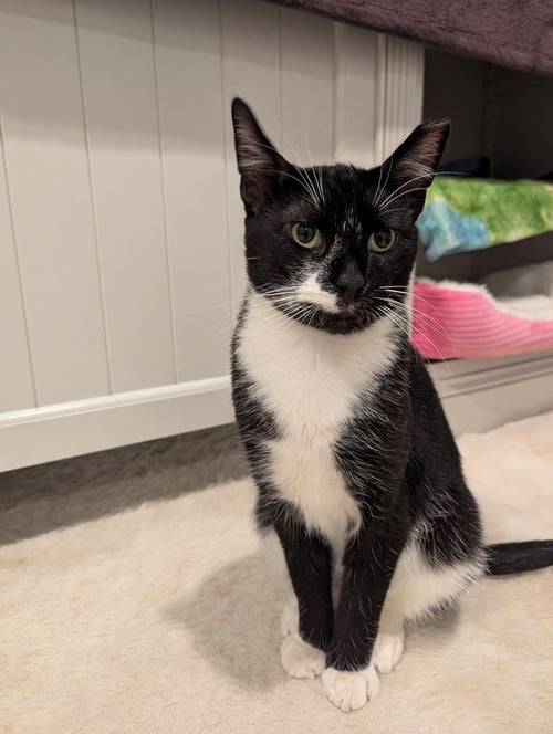 BAILEY - Domestic Short Hair available for adoption