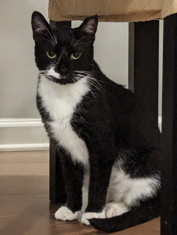 Bailey Image