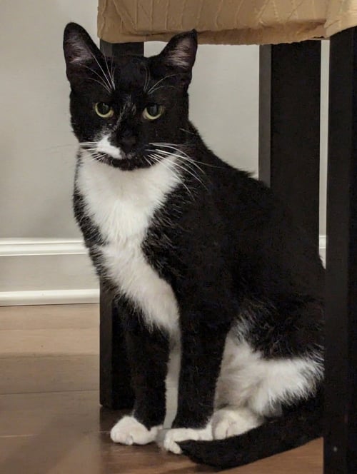 BAILEY - Domestic Short Hair available for adoption