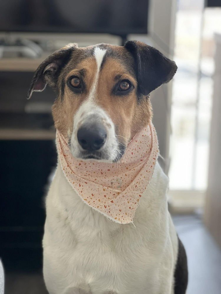 DAISY - German Shepherd Dog available for adoption