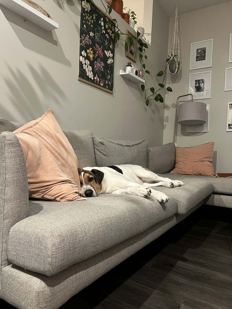 DAISY - German Shepherd Dog available for adoption