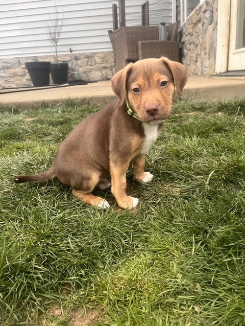 DYLAN - Hound / German Shepherd Dog available for adoption
