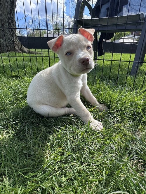 JERSEY - Husky available for adoption