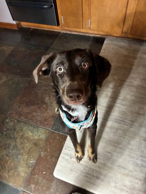 HERSHEY - Collie available for adoption