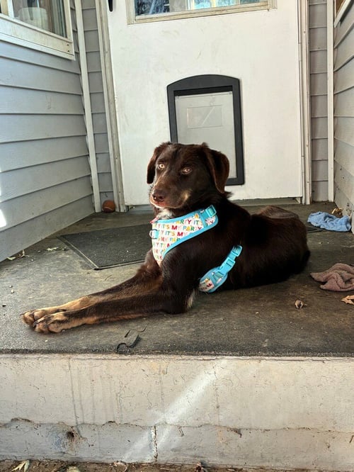 HERSHEY - Collie available for adoption