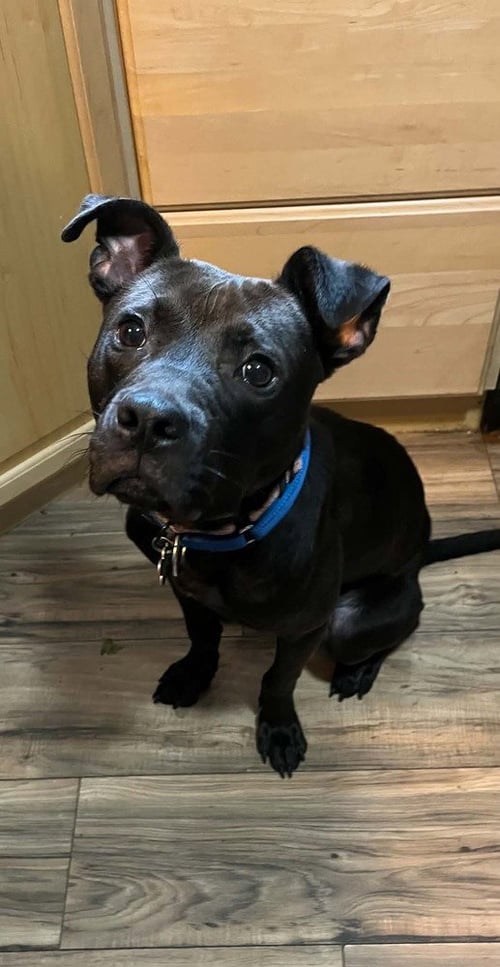 NACHO - Labrador Retriever / Pit Bull Terrier available for adoption