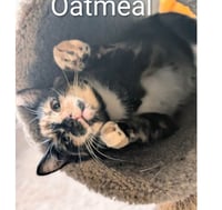 Oatmeal - Photo 3