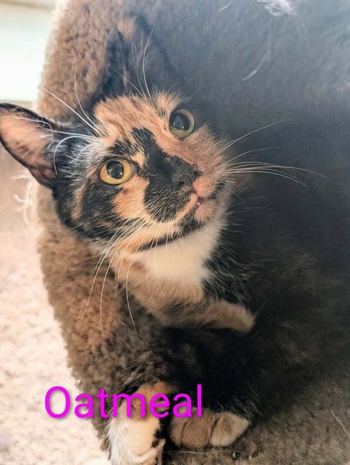 OATMEAL - Domestic Short Hair available for adoption
