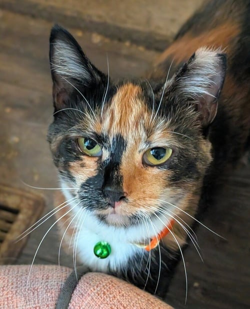 OATMEAL - Domestic Short Hair available for adoption