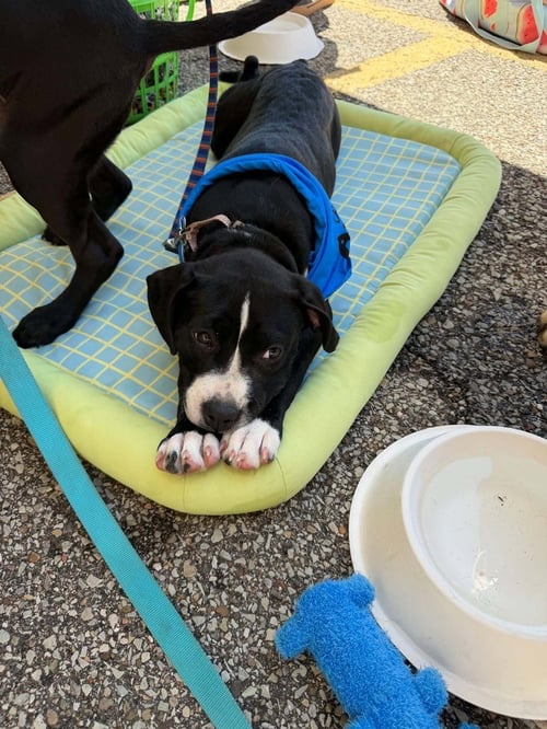 DRAGONFLY - Boxer / Pit Bull Terrier available for adoption