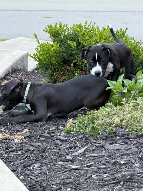 DRAGONFLY - Boxer / Pit Bull Terrier available for adoption