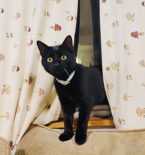 CLEO (TRAX) - Domestic Short Hair available for adoption