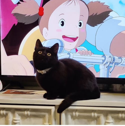 CLEO (TRAX) - Domestic Short Hair available for adoption