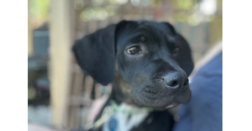 HARBOR - Boxer / Terrier available for adoption
