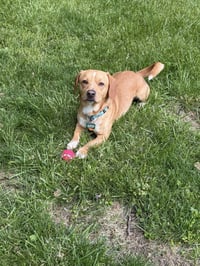 Peanut - Photo 1