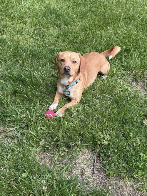 PEANUT - Dachshund / Chihuahua available for adoption