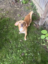 Peanut - Photo 2