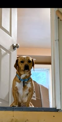 Peanut - Photo 4