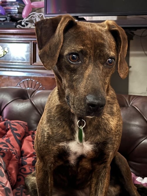 CRICKET - Plott Hound / Terrier for adoption in Pittsburgh