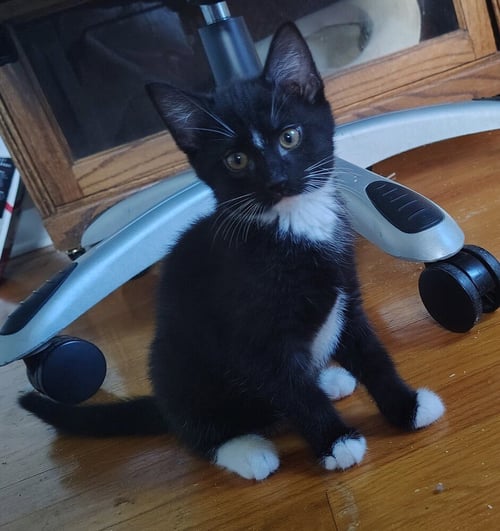 MARTHA - Domestic Short Hair available for adoption