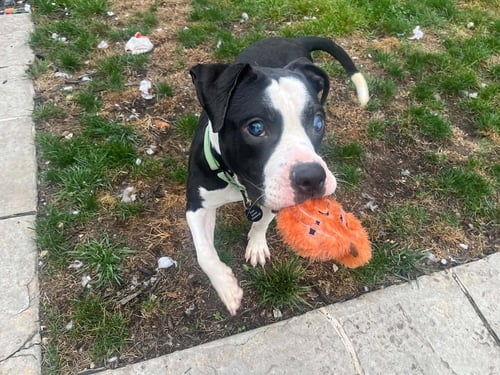 ALBIE - Boxer / Bulldog available for adoption