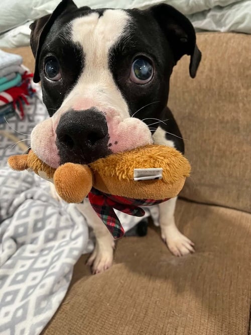 ALBIE - Boxer / Bulldog available for adoption