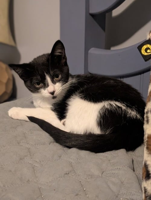 MUFFIN - Domestic Short Hair available for adoption
