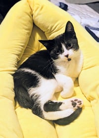 Muffin - Photo 1