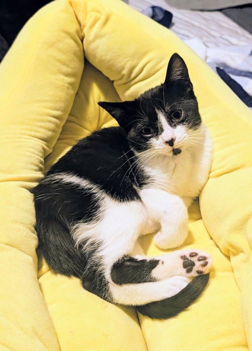 MUFFIN - Domestic Short Hair available for adoption