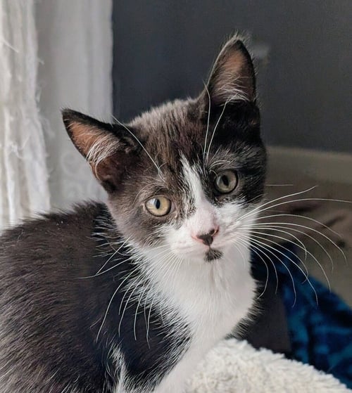 MUFFIN - Domestic Short Hair for adoption in Pittsburgh