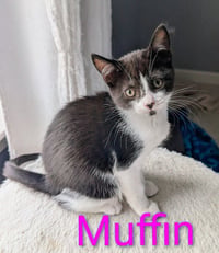 Muffin - Photo 3