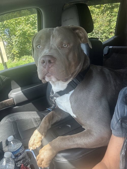 KING - American Pit Bull Terrier available for adoption