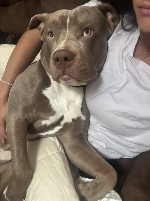KING - American Pit Bull Terrier available for adoption
