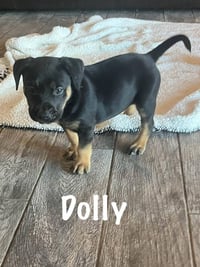 Dolly - Photo 1