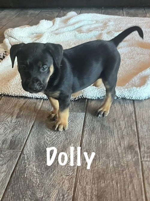 DOLLY - Hound / German Shepherd Dog available for adoption