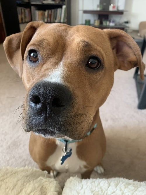 ARTY - Boxer / Terrier available for adoption