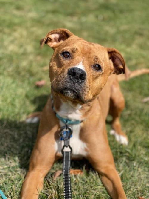 ARTY - Boxer / Terrier for adoption in Pittsburgh