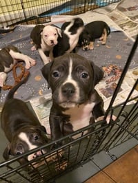 Eddie - Photo 4