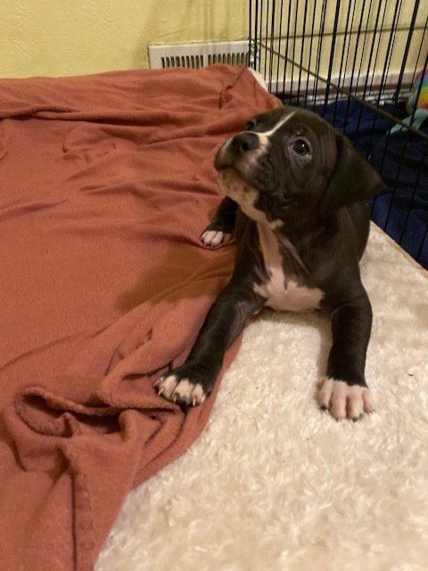 EDDIE - Boxer / American Staffordshire Terrier available for adoption