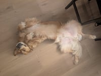 Griffin - Photo 4