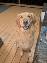Griffin - Photo 2