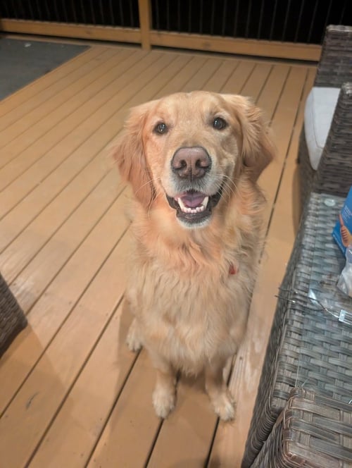 GRIFFIN - Golden Retriever available for adoption